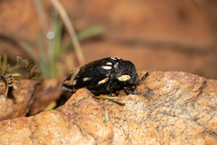 Sternocera orissa orissa