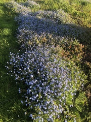 Myosotis sylvatica