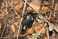 Sternocera orissa orissa