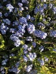 Myosotis sylvatica