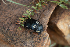 Sternocera orissa orissa