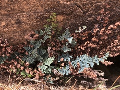 Argyrochosma limitanea