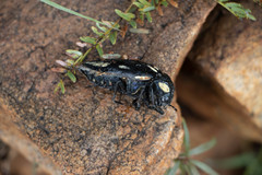 Sternocera orissa orissa
