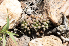 Anacampseros subnuda