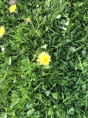 Taraxacum officinale