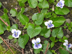 Viola sororia