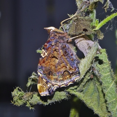 Vanessa atalanta atalanta