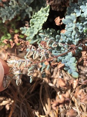 Argyrochosma limitanea