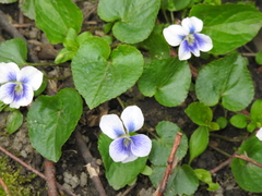 Viola sororia