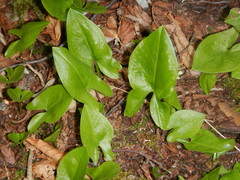 Arisarum proboscideum