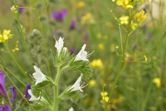 Echium vulgare