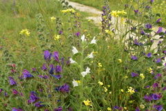 Echium vulgare