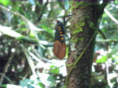 Scamandra polychroma