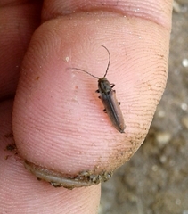 Campylomorphus homalisinus