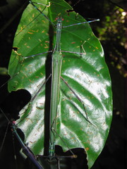 Orthonecroscia