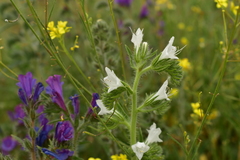 Echium vulgare