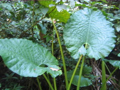 Alocasia sarawakensis