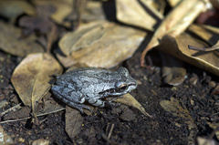 Osteopilus septentrionalis