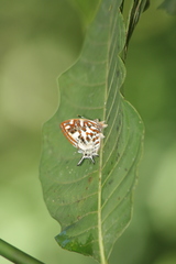 Sarota chrysus