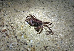 Potamiscus motuoensis