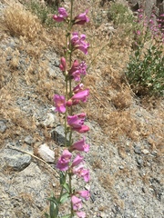 Penstemon rubicundus