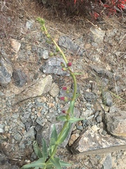 Penstemon rubicundus