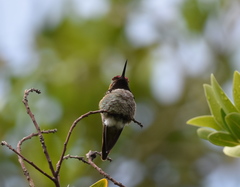Calypte anna