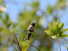 Calypte anna