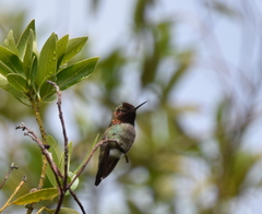 Calypte anna