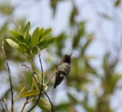 Calypte anna