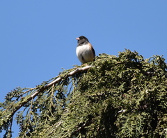 Junco hyemalis