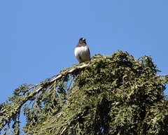 Junco hyemalis