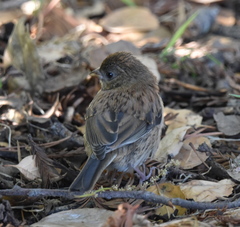 Junco hyemalis