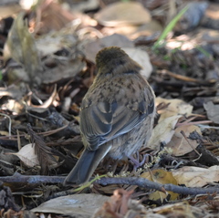 Junco hyemalis
