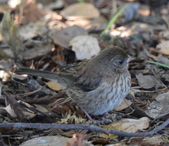 Junco hyemalis