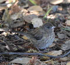 Junco hyemalis