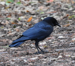 Corvus brachyrhynchos