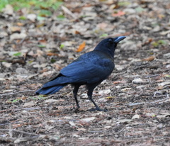Corvus brachyrhynchos
