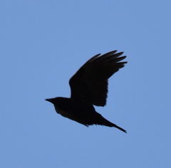 Corvus