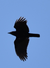 Corvus