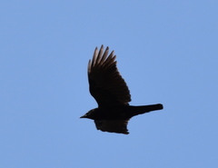 Corvus