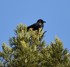 Corvus corax