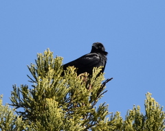 Corvus corax