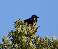 Corvus corax