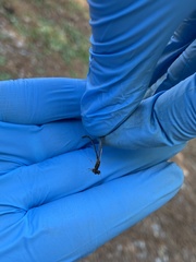 Chromagrion conditum