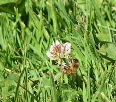 Apis mellifera