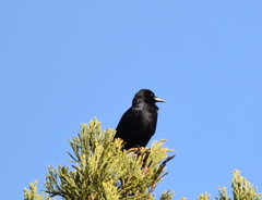 Corvus corax
