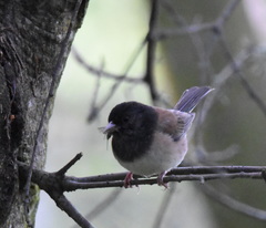 Junco hyemalis