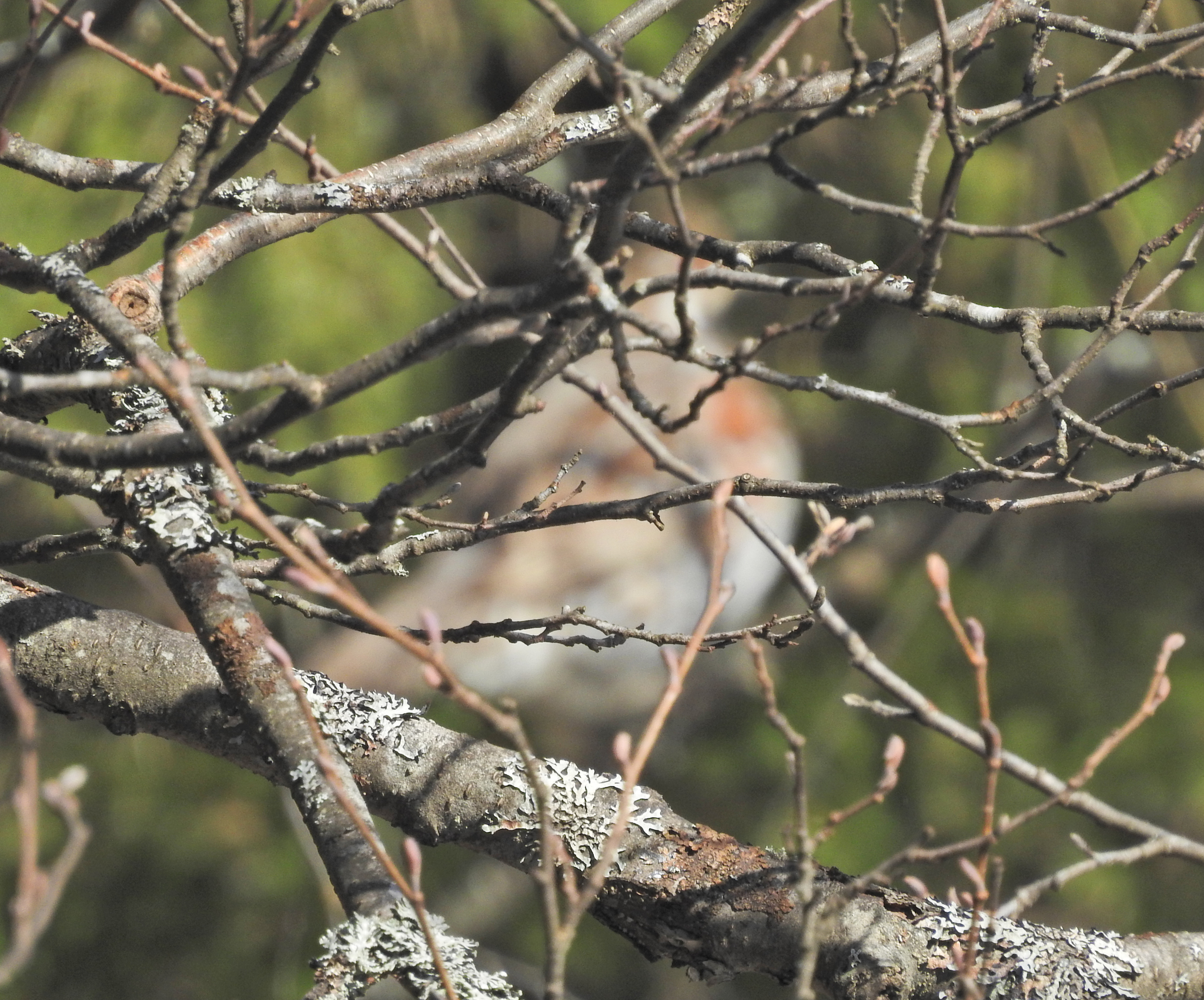 Hazel Grouse