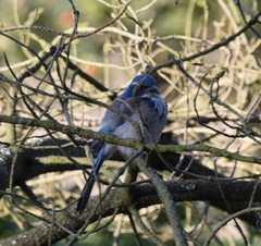 Aphelocoma californica